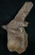 Very Rare Stegosaurus Vertebra - Wyoming #10069-4